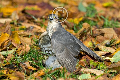 Sparrowhawk with Grey Partridge DM0440